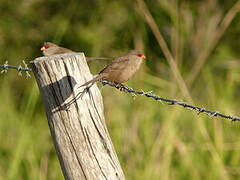 Common Waxbill