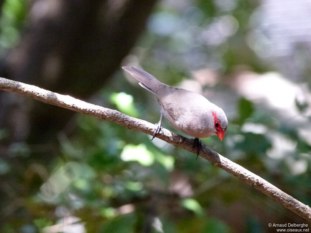 Common Waxbill