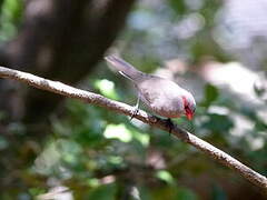 Common Waxbill