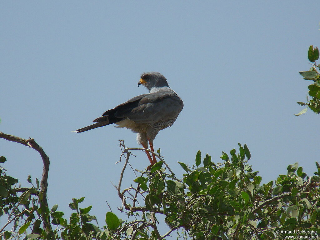 Eastern Chanting Goshawk