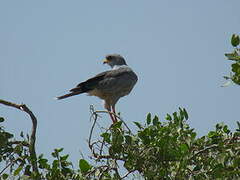 Eastern Chanting Goshawk