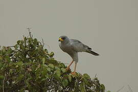 Eastern Chanting Goshawk