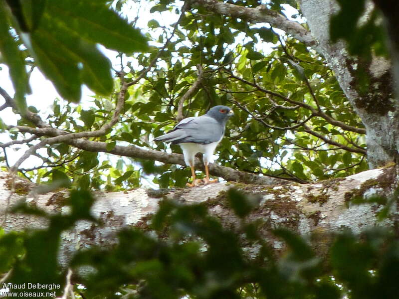 White-bellied Goshawkadult, habitat