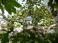 White-bellied Goshawk