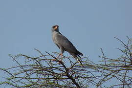 Dark Chanting Goshawk