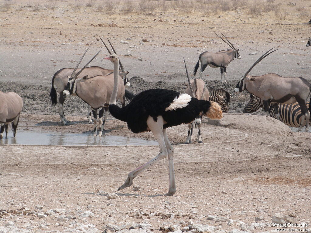 Autruche d'Afrique
