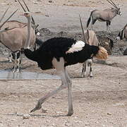 Common Ostrich