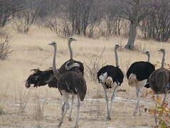 Common Ostrich