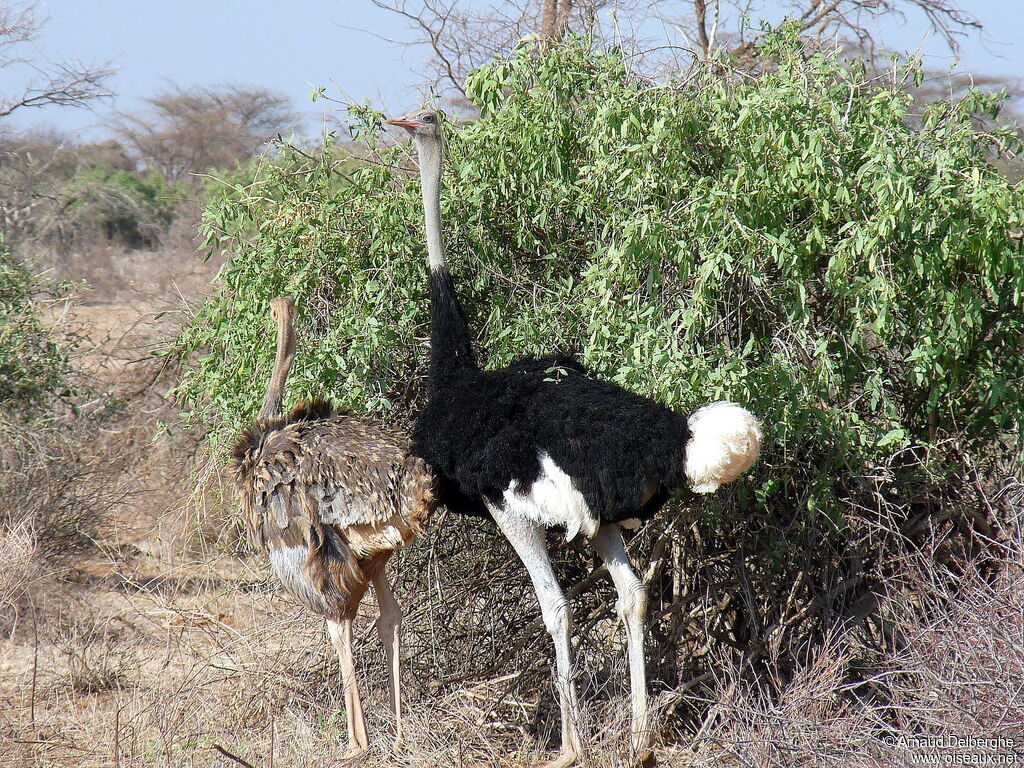 Autruche de Somalie
