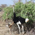 Autruche de Somalie