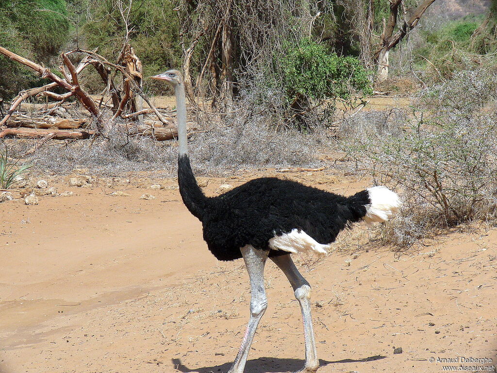 Autruche de Somalie
