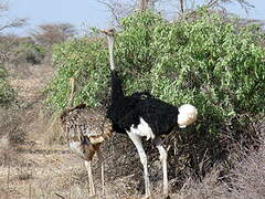 Somali Ostrich