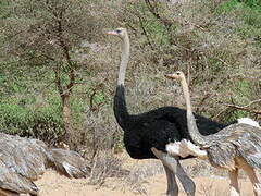 Somali Ostrich