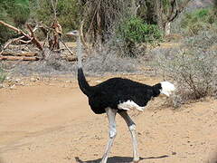 Somali Ostrich