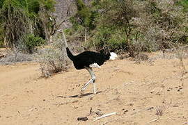 Somali Ostrich