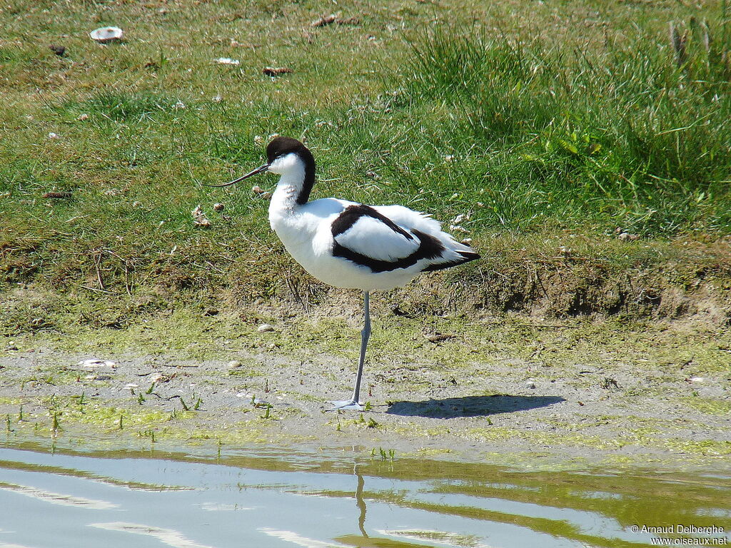 Pied Avocet