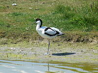 Avocette élégante