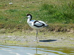 Avocette élégante