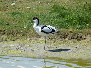 Avocette élégante