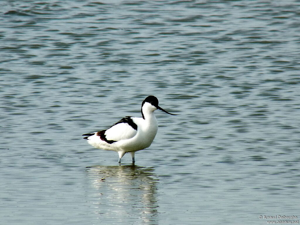 Avocette élégante