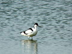 Avocette élégante