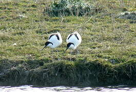 Pied Avocet