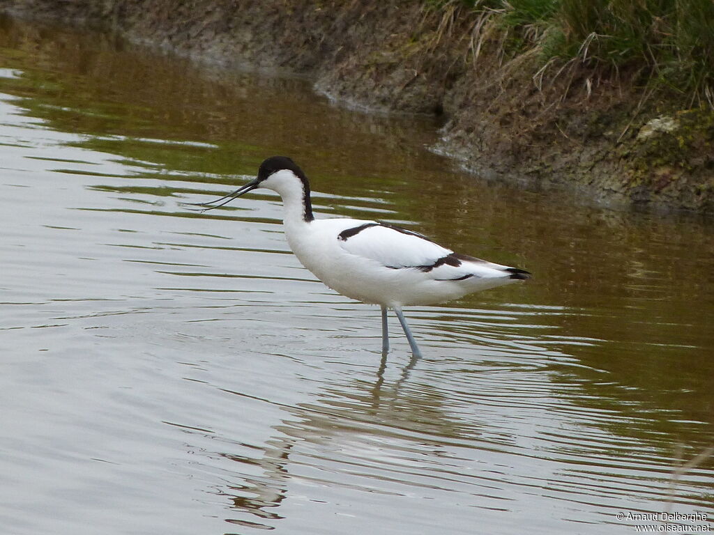 Pied Avocet