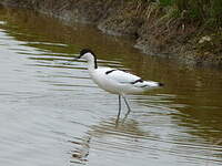 Avocette élégante