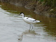 Pied Avocet