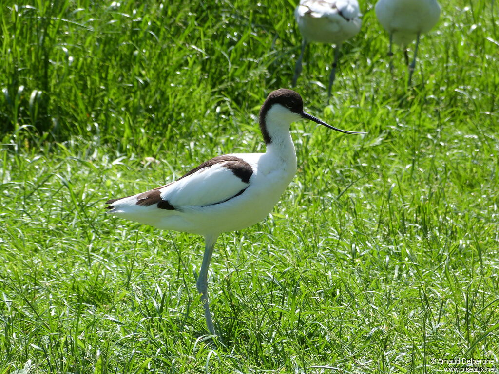 Avocette élégante