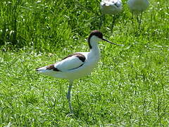 Pied Avocet