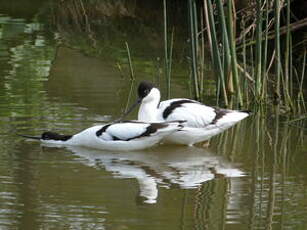 Avocette élégante