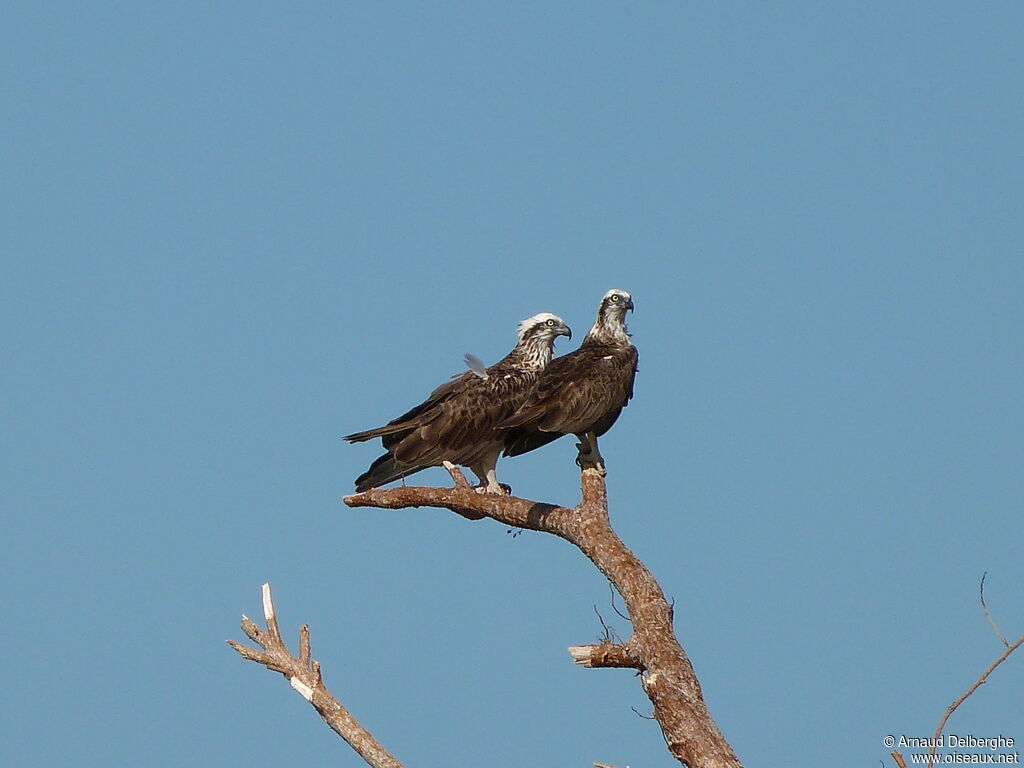 Osprey (cristatus)