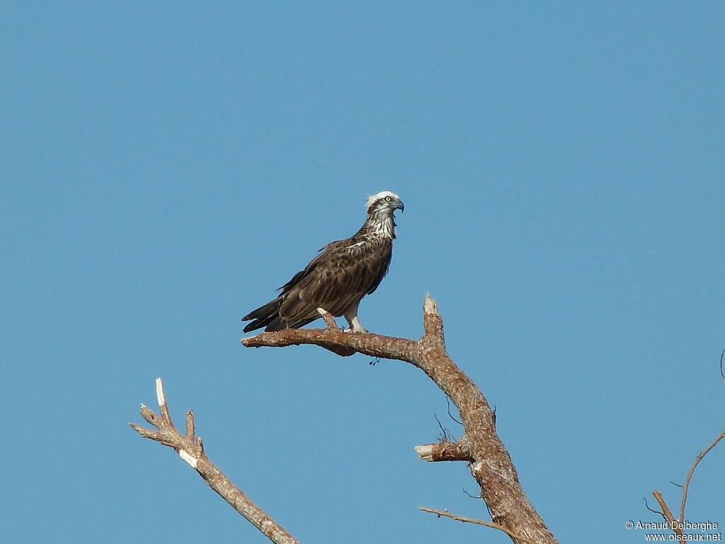 Osprey (cristatus)