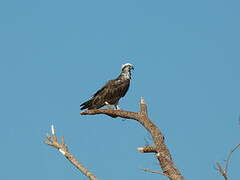 Osprey (cristatus)