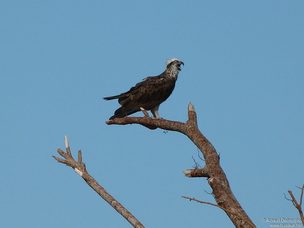 Osprey (cristatus)