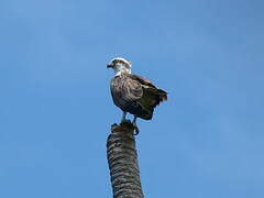 Osprey (cristatus)