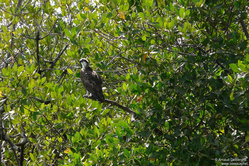 Western Osprey