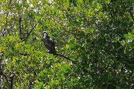 Western Osprey