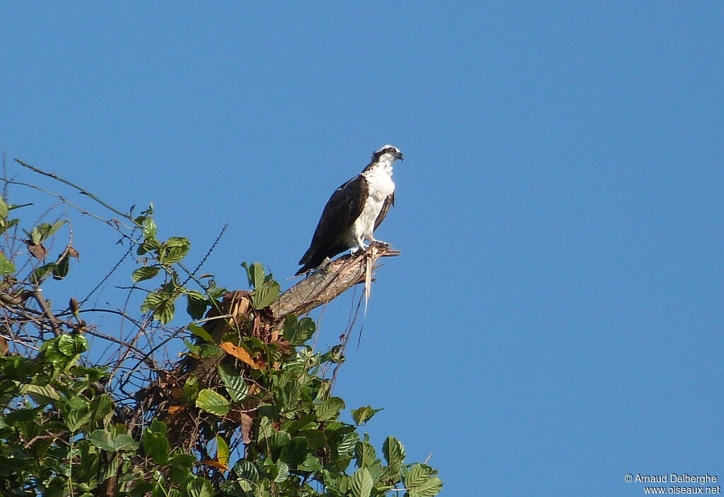 Western Osprey