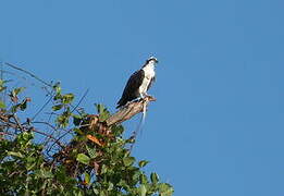 Western Osprey