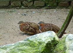 Chinese Bamboo Partridge