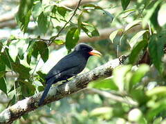 Black-fronted Nunbird