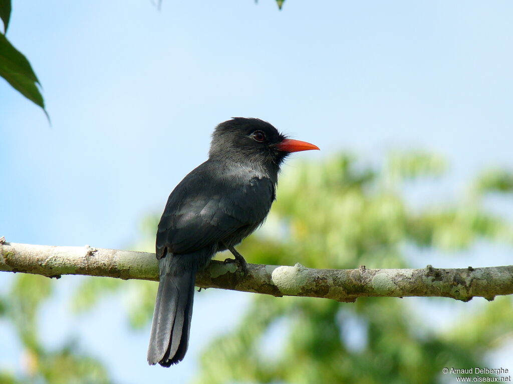 Black-fronted Nunbird