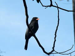 Black-fronted Nunbird