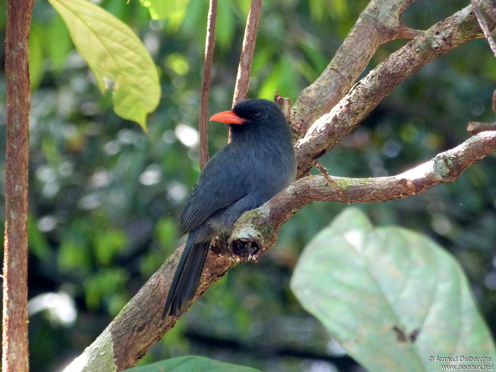 Black-fronted Nunbird