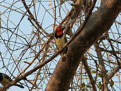 Black-collared Barbet