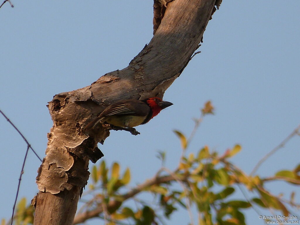 Black-collared Barbet