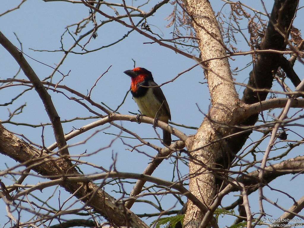 Black-collared Barbet