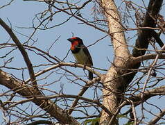 Black-collared Barbet